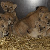 GIVSKUD_ZOO_Sekslinger