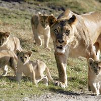 GIVSKUD_ZOO_Loeve_med_unger