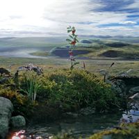 Nordic Gourmet landskap