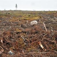 Clear cutting i Sweden Foto: Hans Sundström