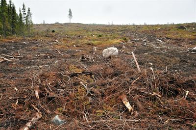 Clear cutting i Sweden Foto: Hans Sundström