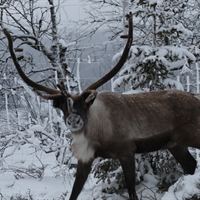 Ren på Funäsdalsberget