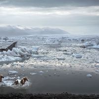 Tim Flach2