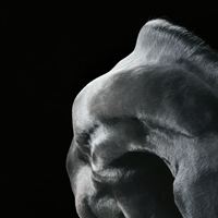Tim Flach1
