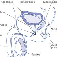 prostata bild med text
