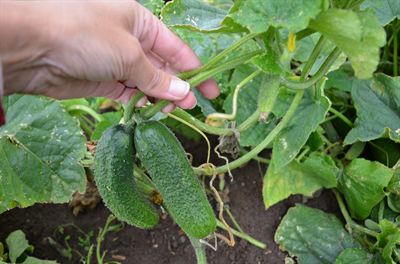 Färdiga gurkor