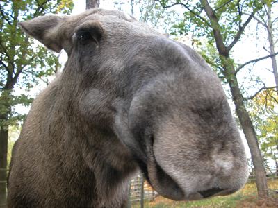 Älgko