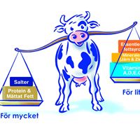 Nestlé NAN 3 Juniormjölk_illustration_ko
