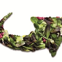 Fresh salad