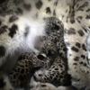 Snöleopard med ungar