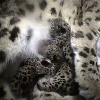 Snöleopard med ungar