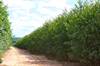 Eucalyptus plantation 2