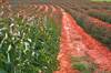 Eucalyptus plantation