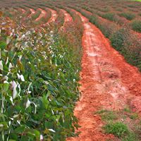 Eucalyptus plantation
