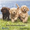 Söta valpar av blandras retriever och pudel pryder omslaget till kalendern.