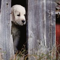 Golden retrievern Jippi har gömt sig för sina syskon. Foto: Kyrre Lien