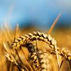 Organic Wheat