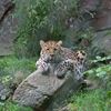 Persisk leopard