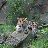 Persisk leopard
