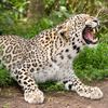 Persian leopard