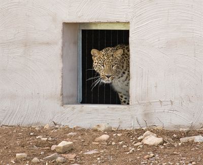 Leoparden Barak tittar