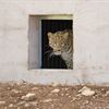 Leoparden Barak tittar