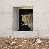 Leoparden Barak tittar