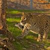 Persiska leoparden Barak smyger i Orsas vildmark