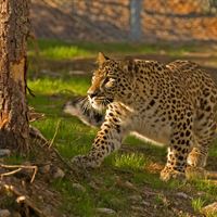 Persiska leoparden Barak smyger i Orsas vildmark