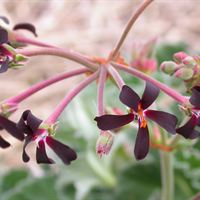 Pelargonium sidoides