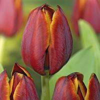 Weibulls Cayenne