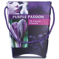 Weibulls Temptation Crocus Pickwick