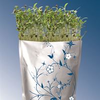 Grab n'grow koriander