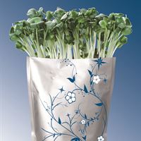 Grab n'grow rödbeta