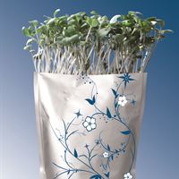 Grab n'grow ruccola