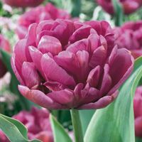 Dubbelblommande tulpan Purple jacket