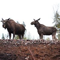 Älgar Isaberg Moose Park