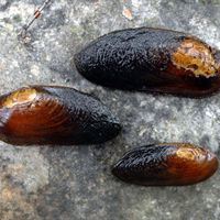 Flodpärlmusslor.Foto-Lennart Henriksson