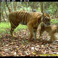Sumatratiger - hona med unge fångade på bild med kamerafälla i april 2011_Foto WWF Indonesien