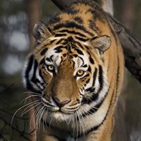 Amurtiger