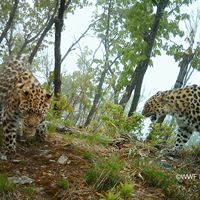 Amuleoparder fångade på bild i Ryska Fjärran Östern