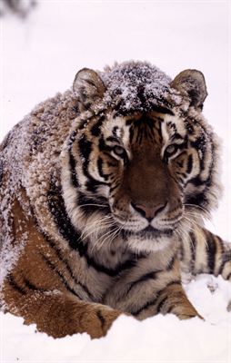 Amurtiger. Foto Kevin Schafer WWF-Canon