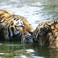Amurtiger.Foto David Lawson WWF-UK