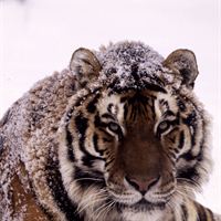Amurtiger. Foto Kevin Schafer WWF-Canon