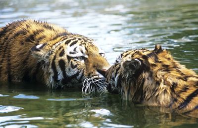 Amurtiger.Foto David Lawson WWF-UK