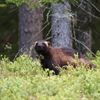Järv Foto - Ola Jennersten/WWF