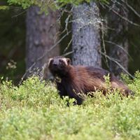 Järv Foto - Ola Jennersten/WWF