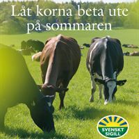 Låt korna beta ute på sommaren!