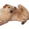 Dog scratching