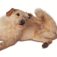 Dog scratching
